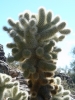 PICTURES/Elephant Mountain/t_Cholla1.JPG